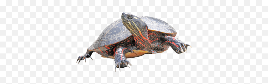 Virginia Herpetological Society - Do Turtles Shells Get Soft Emoji,Fb Turtle Emoticon