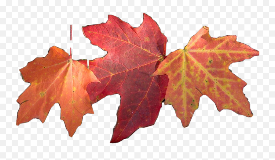 Fall Leaves Leaf Autumn Sticker - Lovely Emoji,Free Red Maple Leaf Emoji