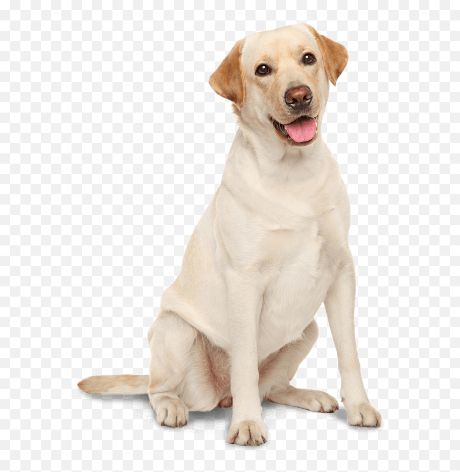 Download Golden Irish Labrador - Labrador White Background Emoji,Labrador Emoticon