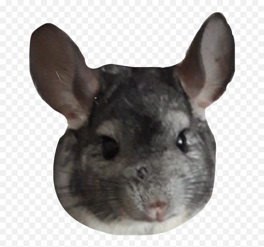 Trending - Chinchilla Emoji,Chinchilla Emoji