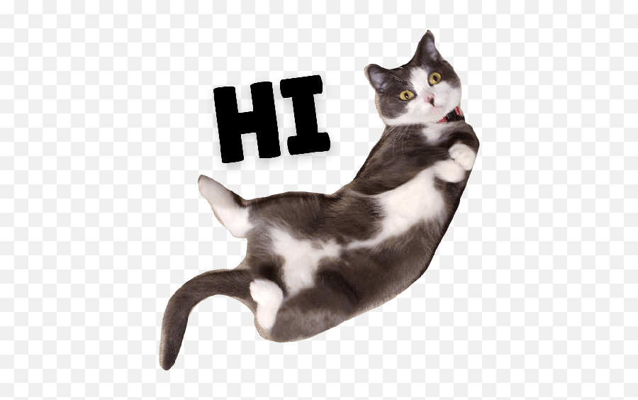 Michi The Cat - Domestic Cat Emoji,Cat Emojis Tumblr Masterpost