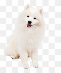 Most Viewed - Free Png Images Starpng Emoji,Eskimo Emojis
