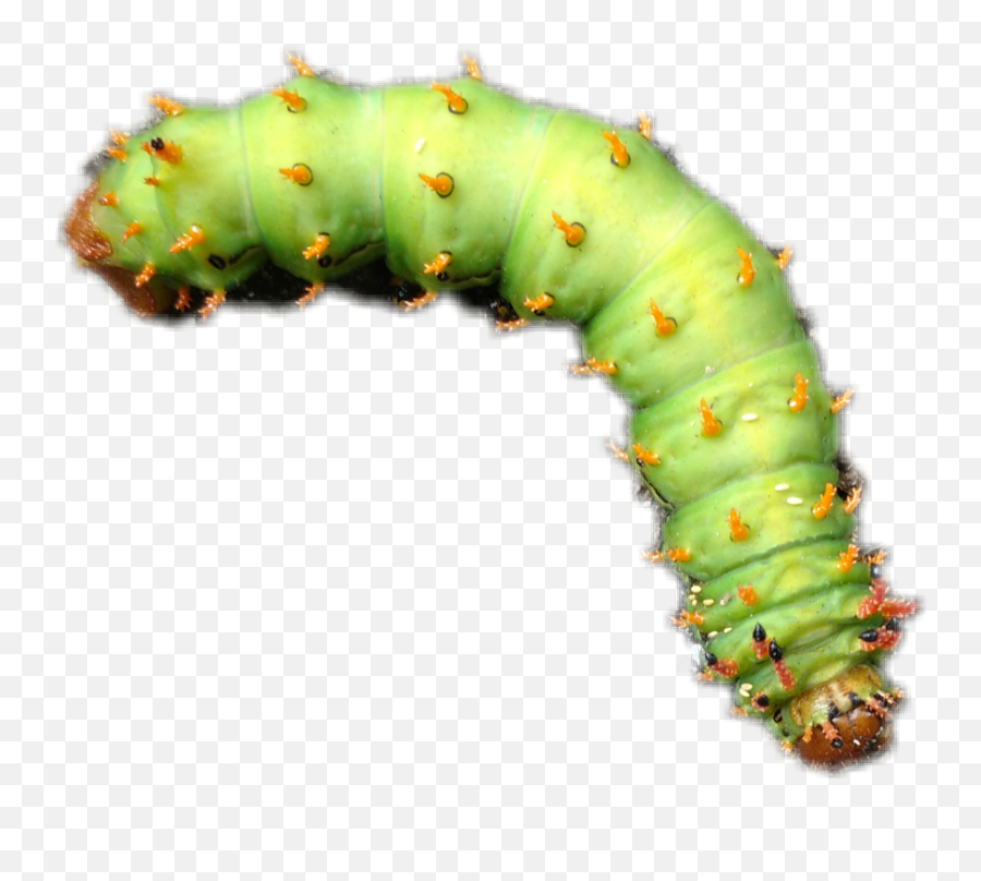 Popular And Trending - Parasitism Emoji,Caterpillar Emoji