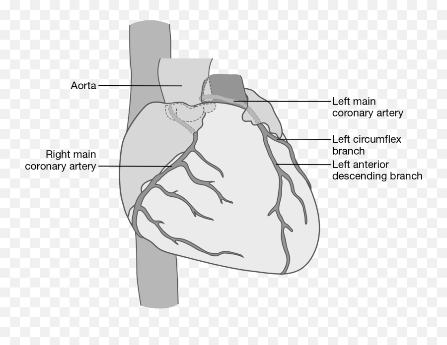 Cardiovascular System Springer Publishing - Horizontal Emoji,Emotion Code Heart Wall Flow Chart