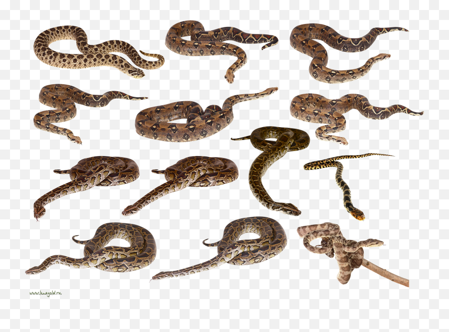 Snake 2 Clip Art - All Snakes In One Emoji,Snake Emoji Png