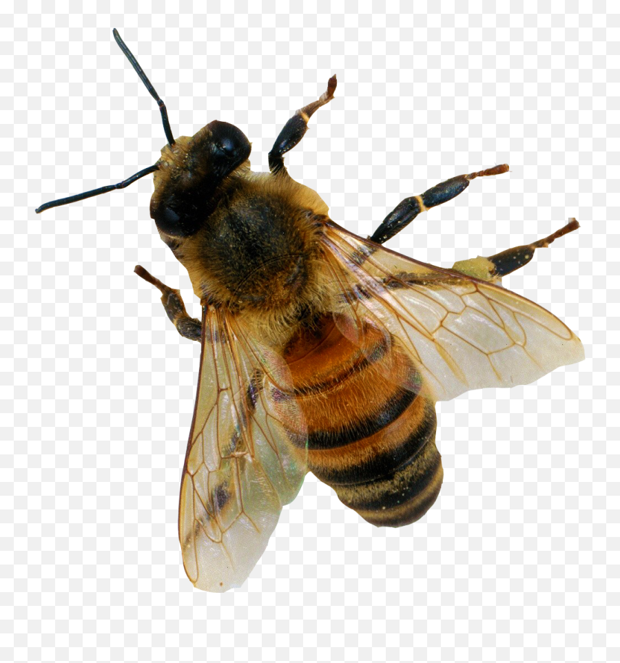 Bee Png Image - Honey Bee From Above Full Size Png Bee Transparent Emoji,Honey Bee Emoji