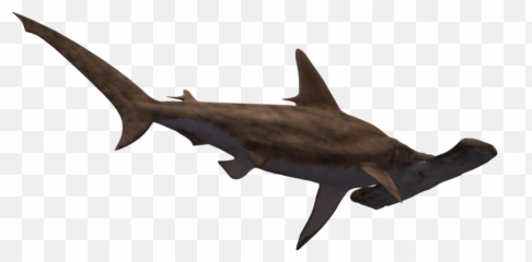 Clipart Baseball Shark Clipart - Hammerhead Shark Transparent Emoji,San Jose Sharks Emoji