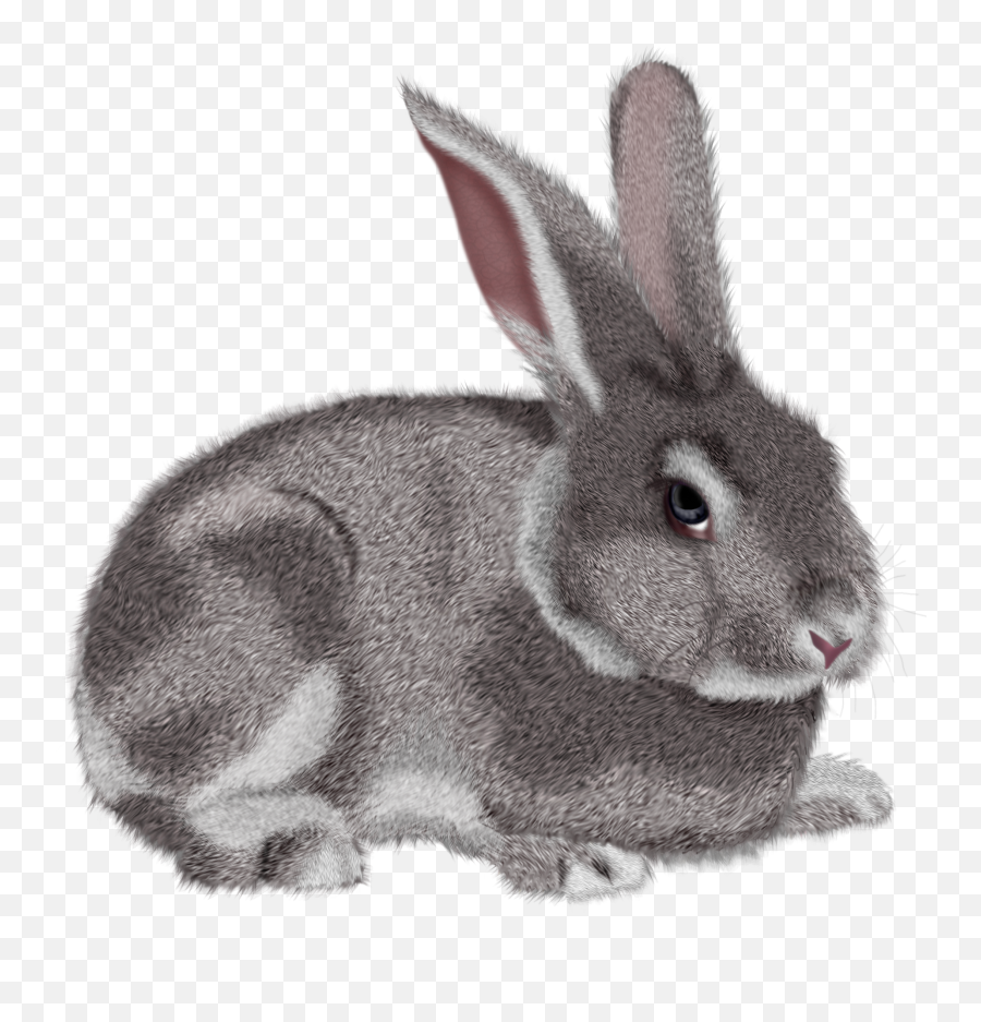 Rabbit Bunny Clipart Black And White Free Clipart Images 5 - Rabbit Clip Art Png Emoji,Bunny Emoji Ideas