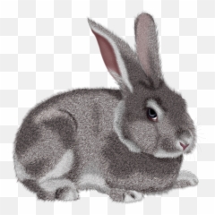 Rabbit Bunny Clipart Black And White Free Clipart Images 5 - Rabbit Clip Art Png Emoji,Bunny Emoji Ideas