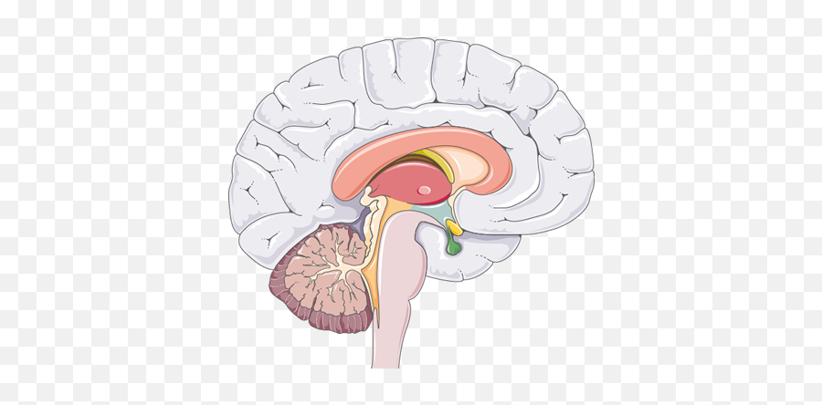 Smart - Servier Medical Art Medial View Brain Clipart Emoji,How To Share Emotions Picyures