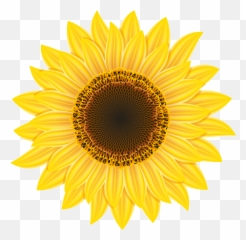 Download Sunflower Image Hq Png Image - Sunflower Png Emoji,Sunflower Emoji