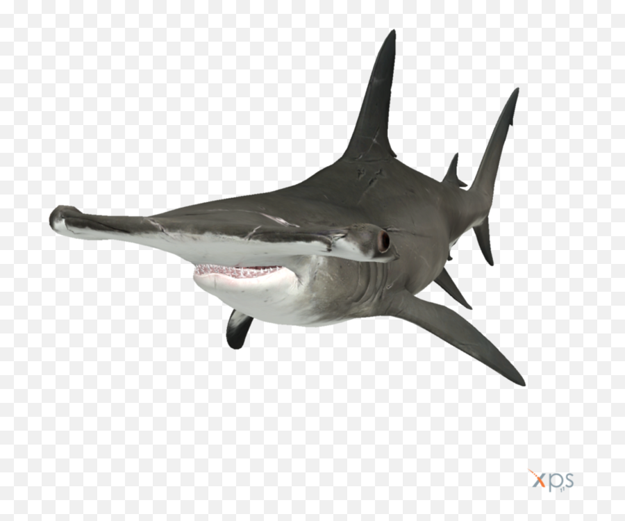 Download The Depth Hammerhead Shark Emoji,Shark Emoticon Depth