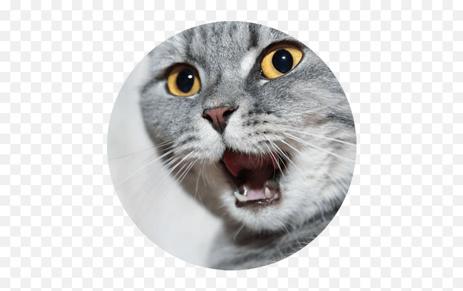 Harmony Rescue - Cat Emoji,Cat Emotion