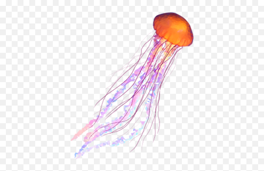Real Jellyfish Png Transparent Images Free Download Emoji,Downloadable Emoticons Jellyfish