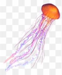 Real Jellyfish Png Transparent Images Free Download Emoji,Downloadable Emoticons Jellyfish