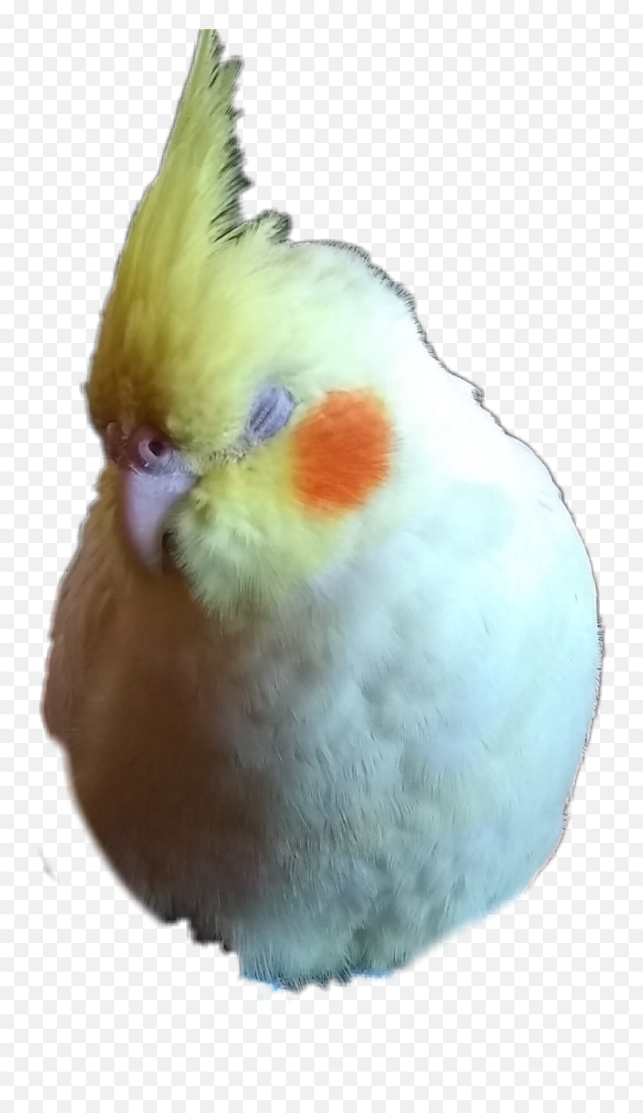 Sleepy Puff Parrot Cockatiel Sticker - Cockatiel Emoji,Cockatiel Emoji