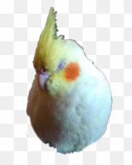 Sleepy Puff Parrot Cockatiel Sticker - Cockatiel Emoji,Cockatiel Emoji