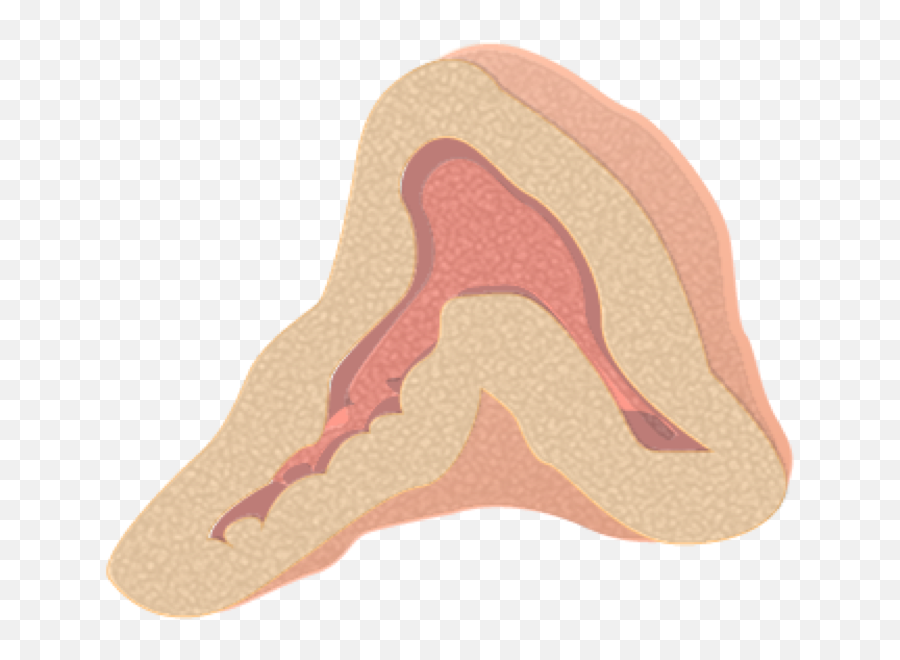 Divisions Of The Autonomic Nervous - Adrenal Gland Png Emoji,Sympathetic Emotion