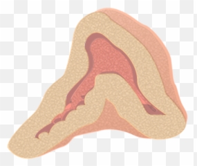 Divisions Of The Autonomic Nervous - Adrenal Gland Png Emoji,Sympathetic Emotion