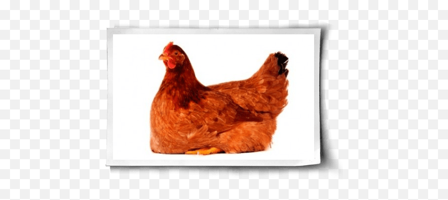 Do Chickens Mourn The Loss Of Their Eggs - Sitting Chicken Emoji,Chicken Emotions