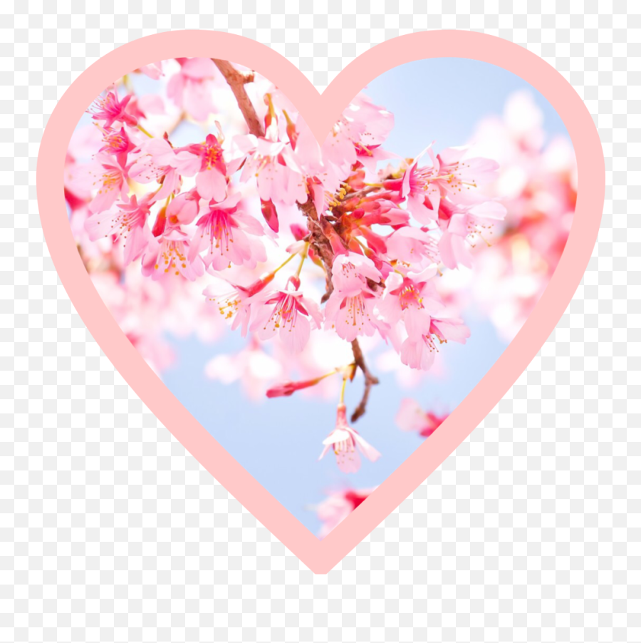 Cherry Sticker By Ud370a107af7ef357117 Emoji,Cherry Blossom Emoji