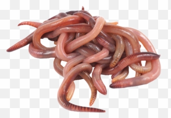 Worms Bugs Insect Insects Sticker - Bait Worm Png Emoji,Earthworm Emoji