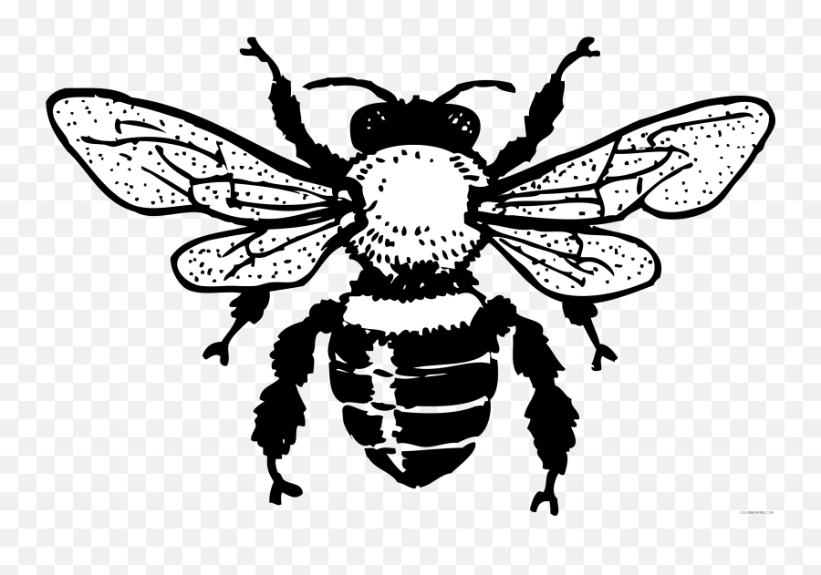 Honey Bee Coloring Pages Honey Bee B001 Png Printable - Black And White Bee Clipart Emoji,Honey Bee Emoji