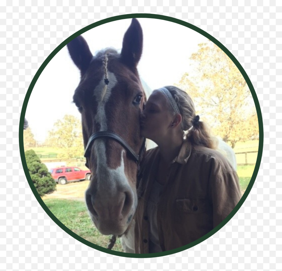 Testimonials U2014 Safe Haven Equine Ministries - Halter Emoji,Horse Emotions