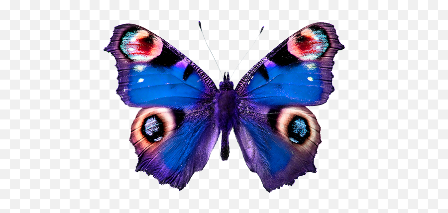 Mariposas Imagenes - Peacock Butterfly White Background Emoji,Dise?o De Los Emoji