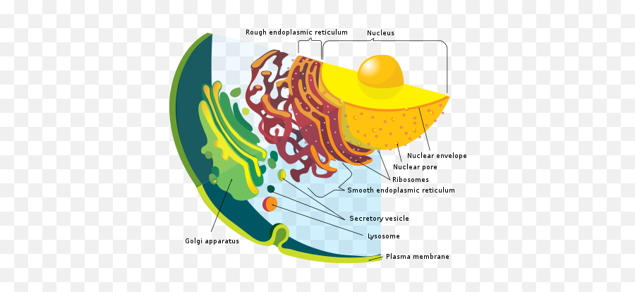 Symbiogenesis - Wikiwand Division Of Labour In Eukaryotes Emoji,Beutiful Predator - Synthetic Emotions