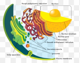 Symbiogenesis - Wikiwand Division Of Labour In Eukaryotes Emoji,Beutiful Predator - Synthetic Emotions