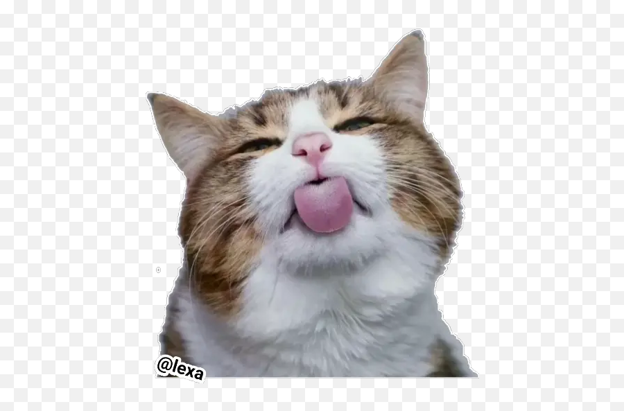 Sticker Maker - Domestic Cat Emoji,Cats Emotion Pictures