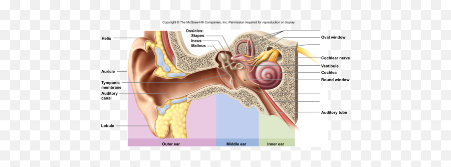 Cochlear Implants Flashcards - Cranial Nerve Is Shown Entering The Cranium Through Which Of The Following Emoji,Inner Tube Emotion Crator