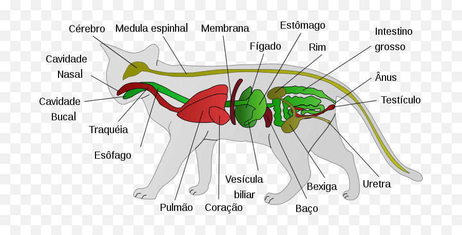 Lipidose Hepática Síndrome Do Fígado Gorduroso Dicas - Gambar Anatomi Kucing Emoji,Emoticon Coçar O Saco