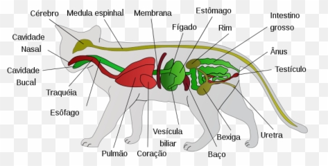 Lipidose Hepática Síndrome Do Fígado Gorduroso Dicas - Gambar Anatomi Kucing Emoji,Emoticon Coçar O Saco