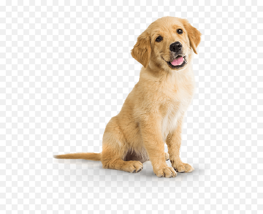 Bubbly Pup - Grooming U0026 Spa Puppy Png Emoji,Send Your Friends Cute Cream Labrador Retriver Emojis