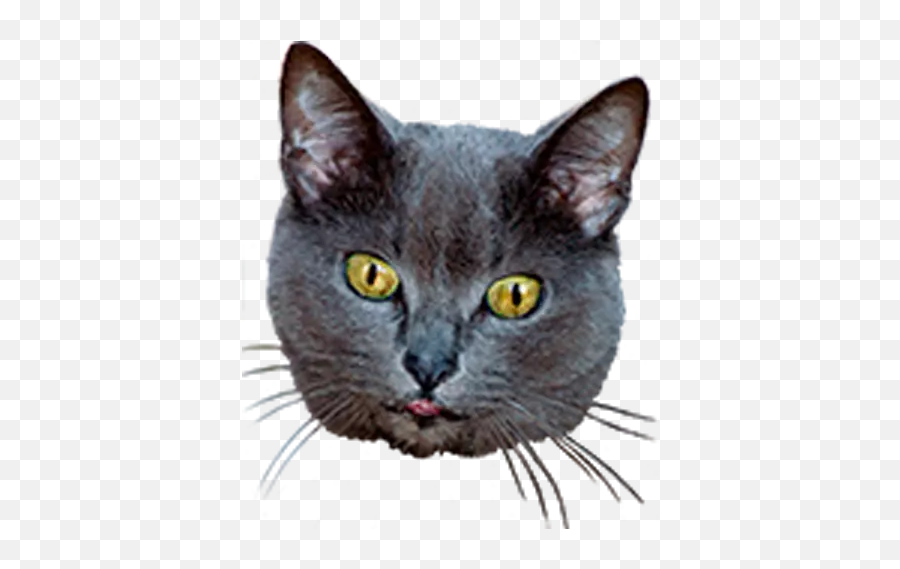 Funny Cat Stickers Animated By Jamila Moutji - Korat Emoji,Grey Cat Emoticon