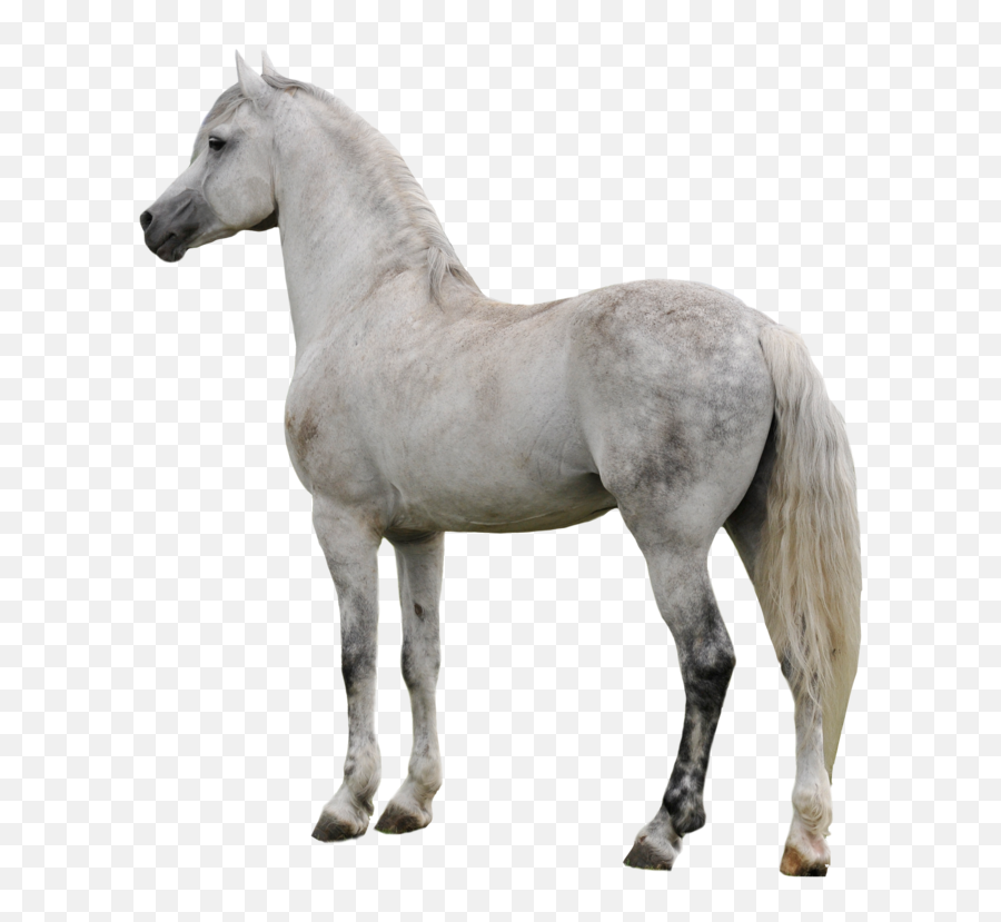 Horse Png Clipart - Real White Horse Png Transparent Background Emoji,Irish Wolfhound Emoji
