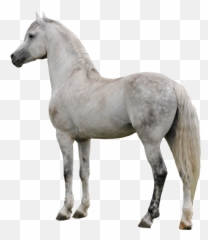 Horse Png Clipart - Real White Horse Png Transparent Background Emoji,Irish Wolfhound Emoji