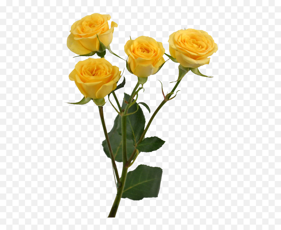 Aesthetic Rose On Fire Png - Transparent Flowers With Stems Emoji,Yellow Rose Emoji