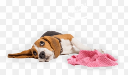 Lifetime Pet Cover Pet Insurance Explained Emoji,Birthday Emoticons For Bassets