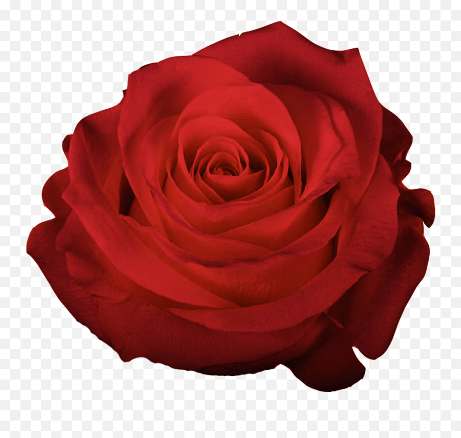 Magdalena Of The Rose Red Rose Transmission - The Rose Emoji,Divinity Original Sin 2 Lady Emotions