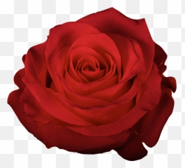 Magdalena Of The Rose Red Rose Transmission - The Rose Emoji,Divinity Original Sin 2 Lady Emotions