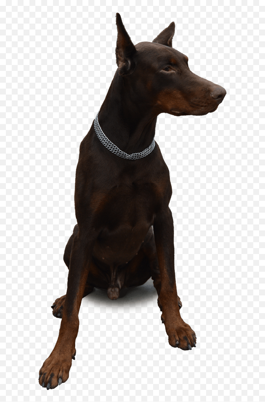 640x1280 - Doberman Png Emoji,Doberman Emoji