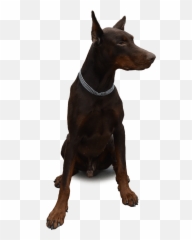 640x1280 - Doberman Png Emoji,Doberman Emoji