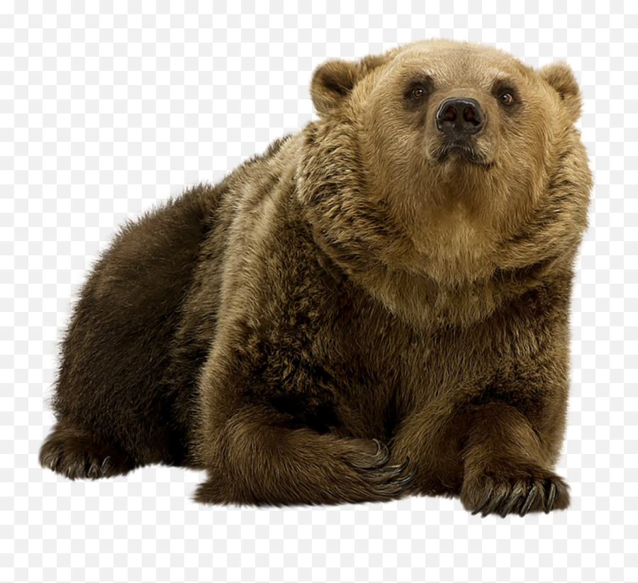 Bear Grizzly Lyingdown Sticker - Bear Lying Down Png Emoji,Bear Down Emoji