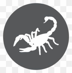 Scorpio The Scorpion - White Scorpion Transparent Background Emoji,Scorpio Girl And How They Handle Emotion