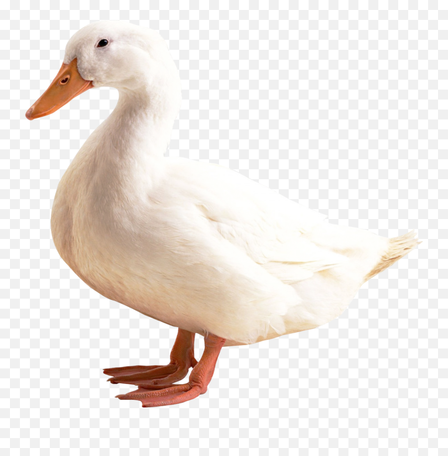 What Does The Duck Emoji Mean - Duck Png,Emoticons Text Duck Download