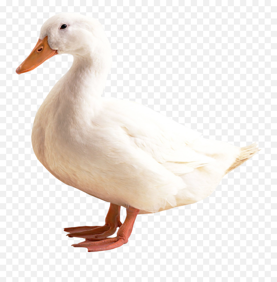 What Does The Duck Emoji Mean In Text