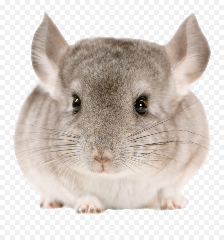 Chinchilla Sticker - Transparent Chinchilla Emoji,Chinchilla Emoji